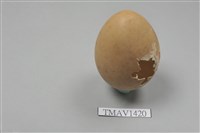 藏品(日本綠雉卵)的圖片